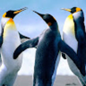 Meet your Posher, Ifeatu